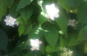jasminowekwiaty
